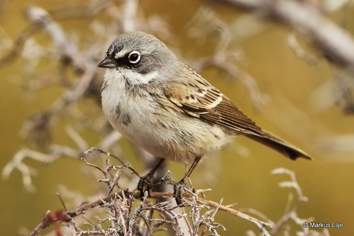 Sagebrush Sparrow - ML488305181