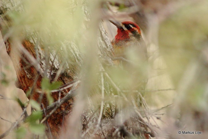Red-naped x Red-breasted Sapsucker (hybrid) - Markus Lilje