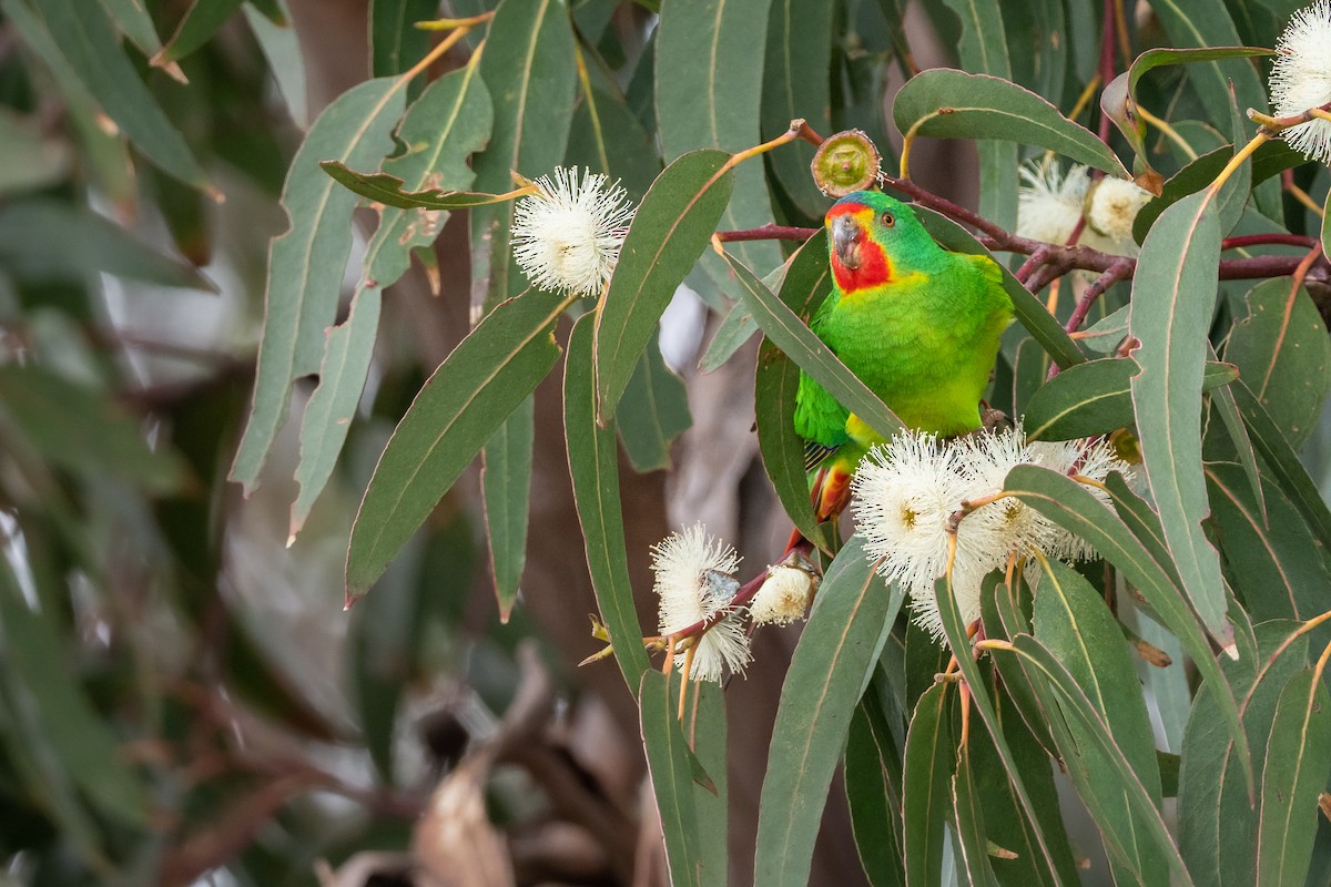 Swift Parrot - Phil Chaon