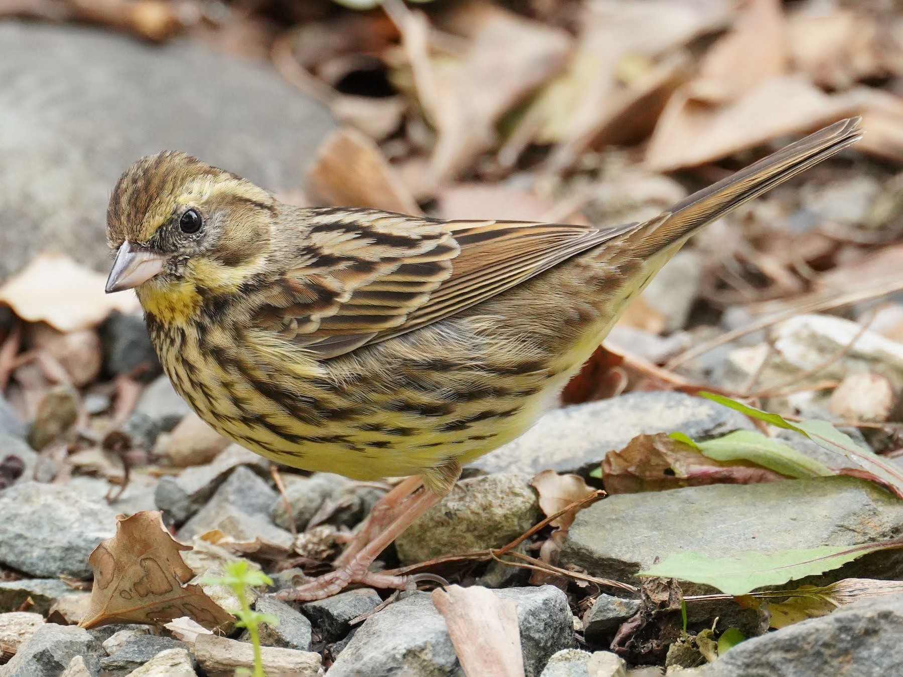 アオジ Ebird