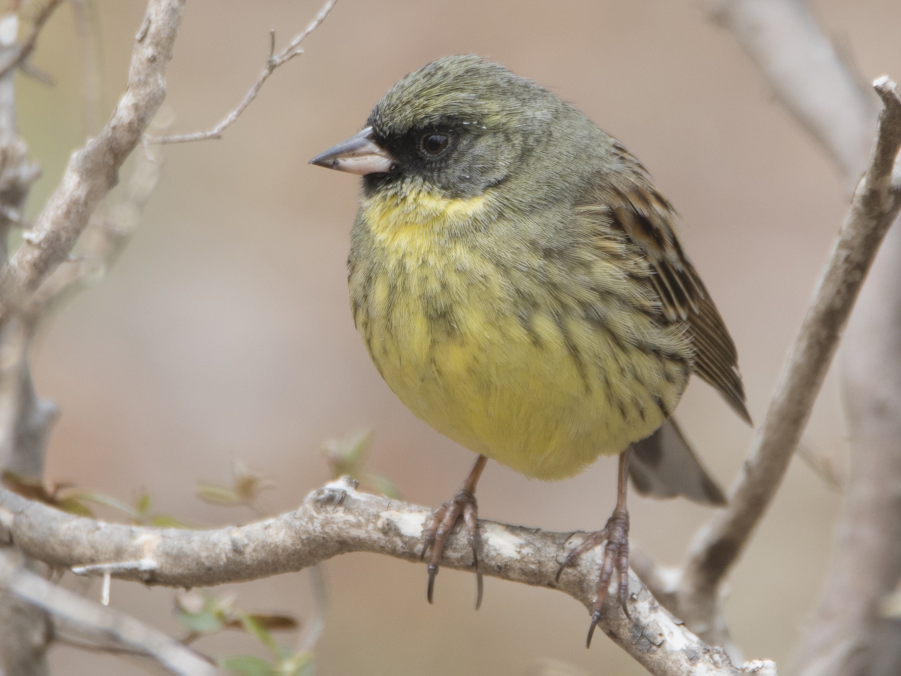 Masked Bunting - Anonymous