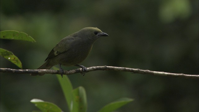 Palm Tanager - ML488316