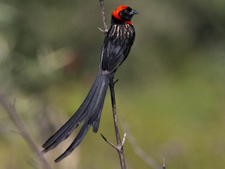  - Red-cowled Widowbird