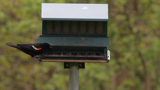 Red-winged Blackbird - ML488318