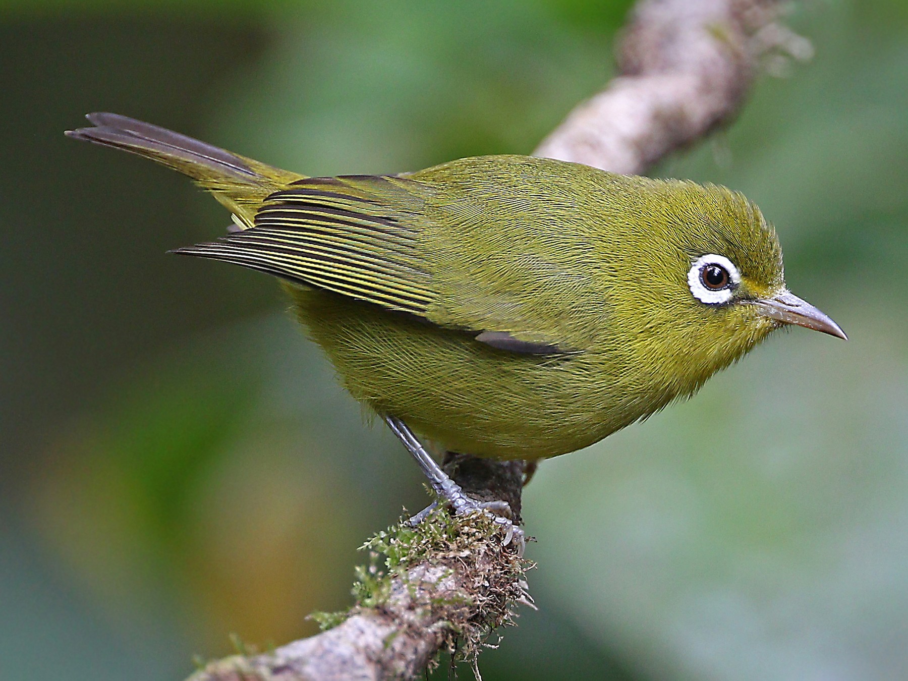 Meratus White-eye - eBird