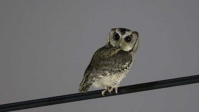 Photos - Collared Scops-Owl - Otus lettia - Birds of the World
