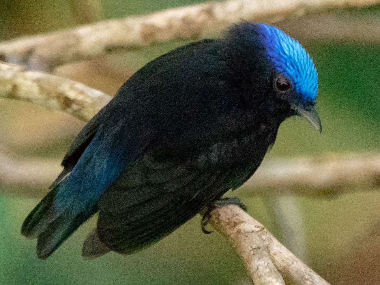 Blue-capped Manakin - Phil Kahler