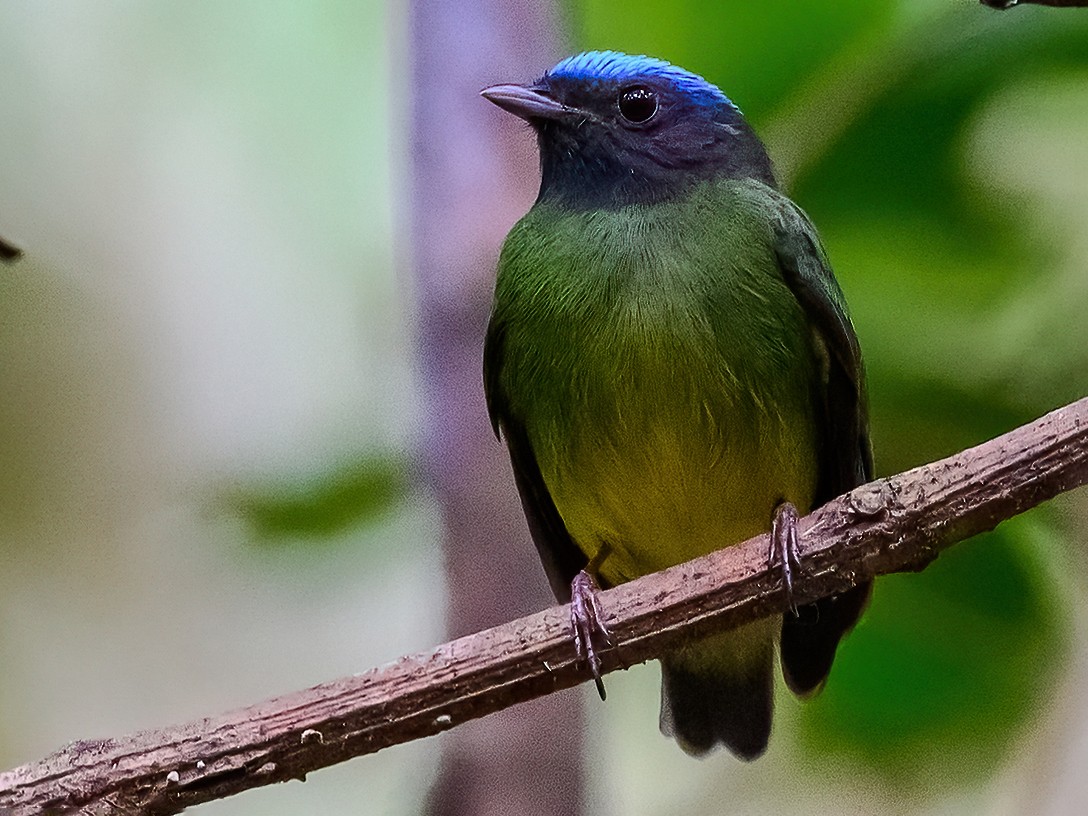 Blue-capped Manakin - Lisa & Li Li