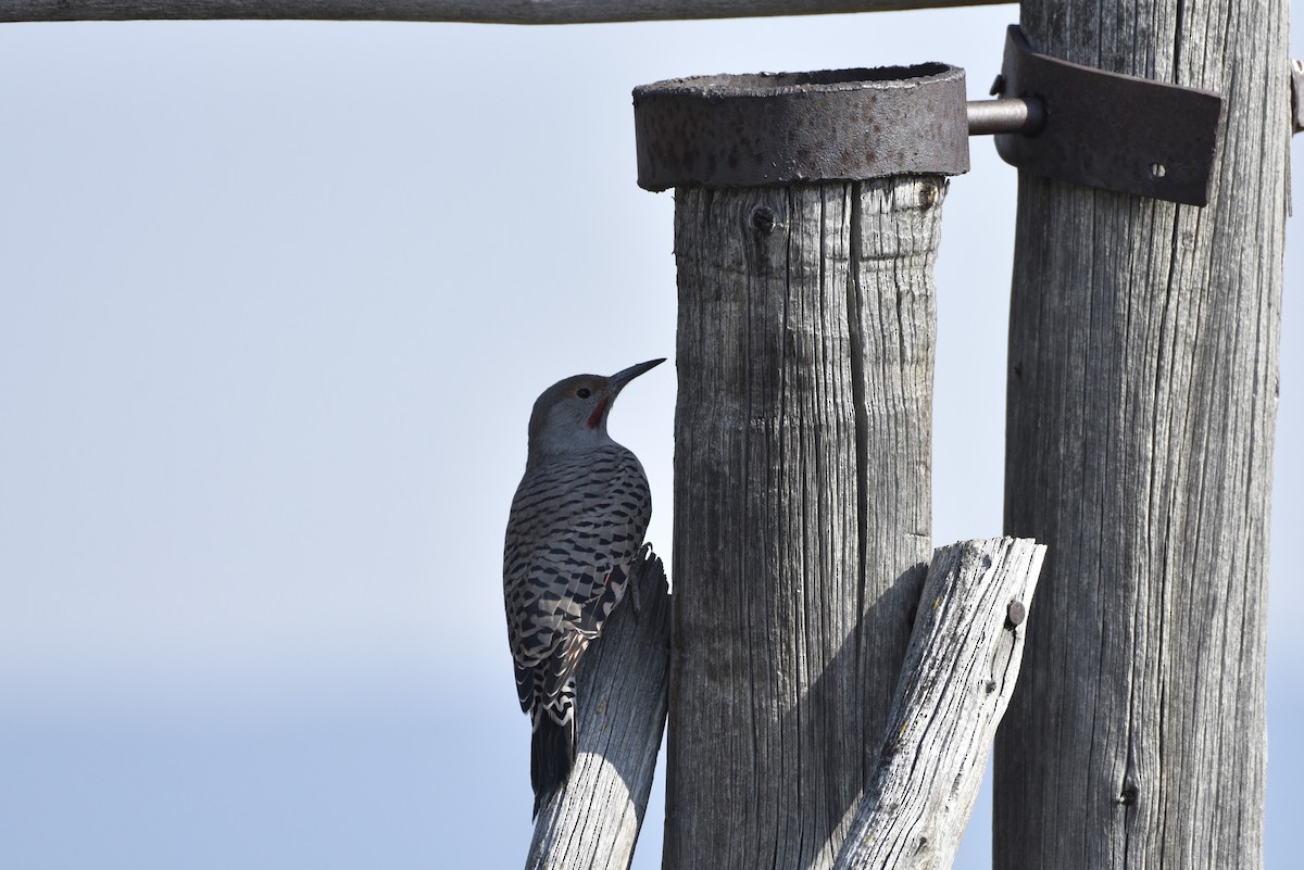 Northern Flicker (Red-shafted) - ML488325311