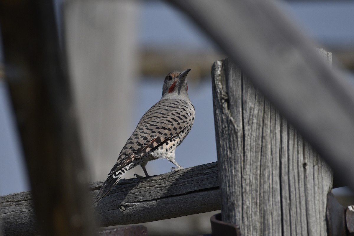 Northern Flicker (Red-shafted) - ML488325451