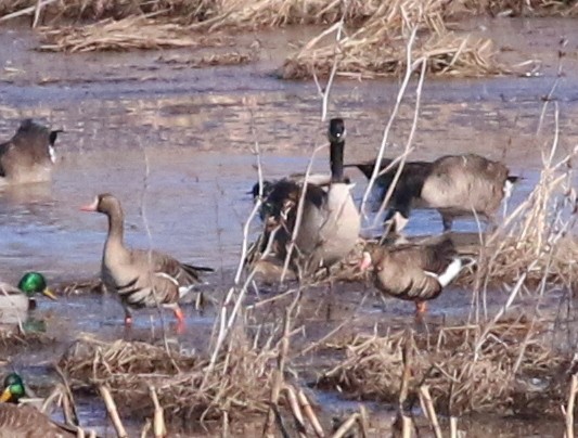 Greater White-fronted Goose - Mike Wanger