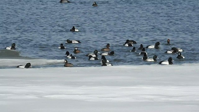 Greater Scaup - ML488337491