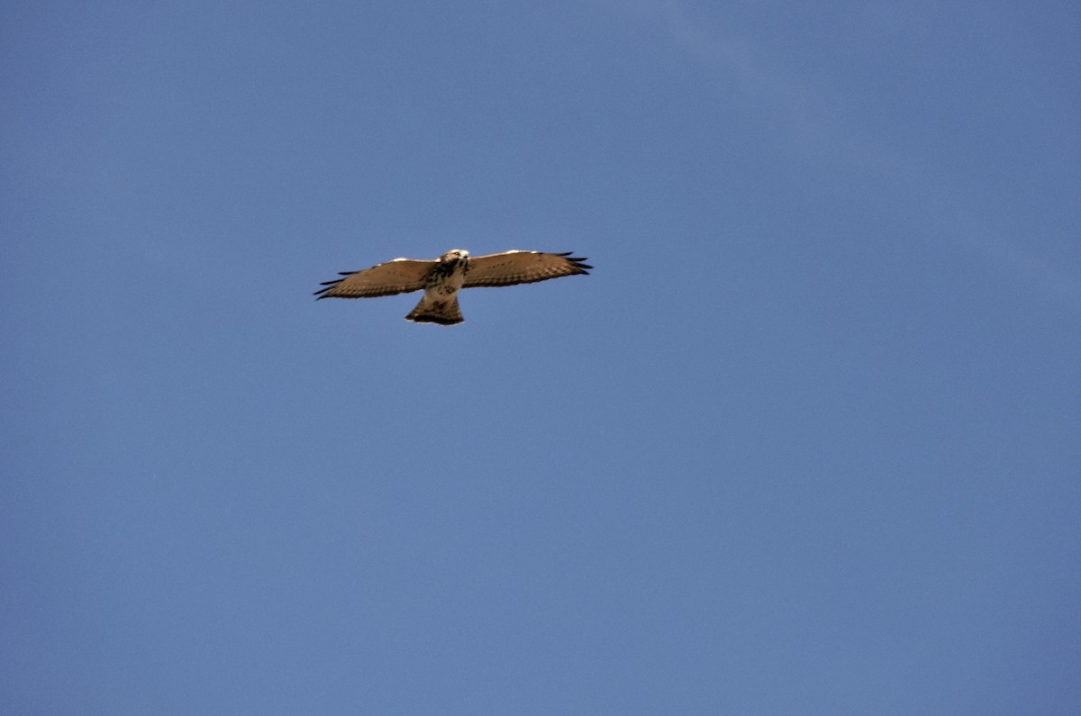 Broad-winged Hawk - ML488343261