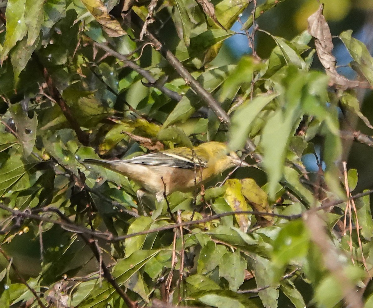 Bay-breasted Warbler - ML488343701