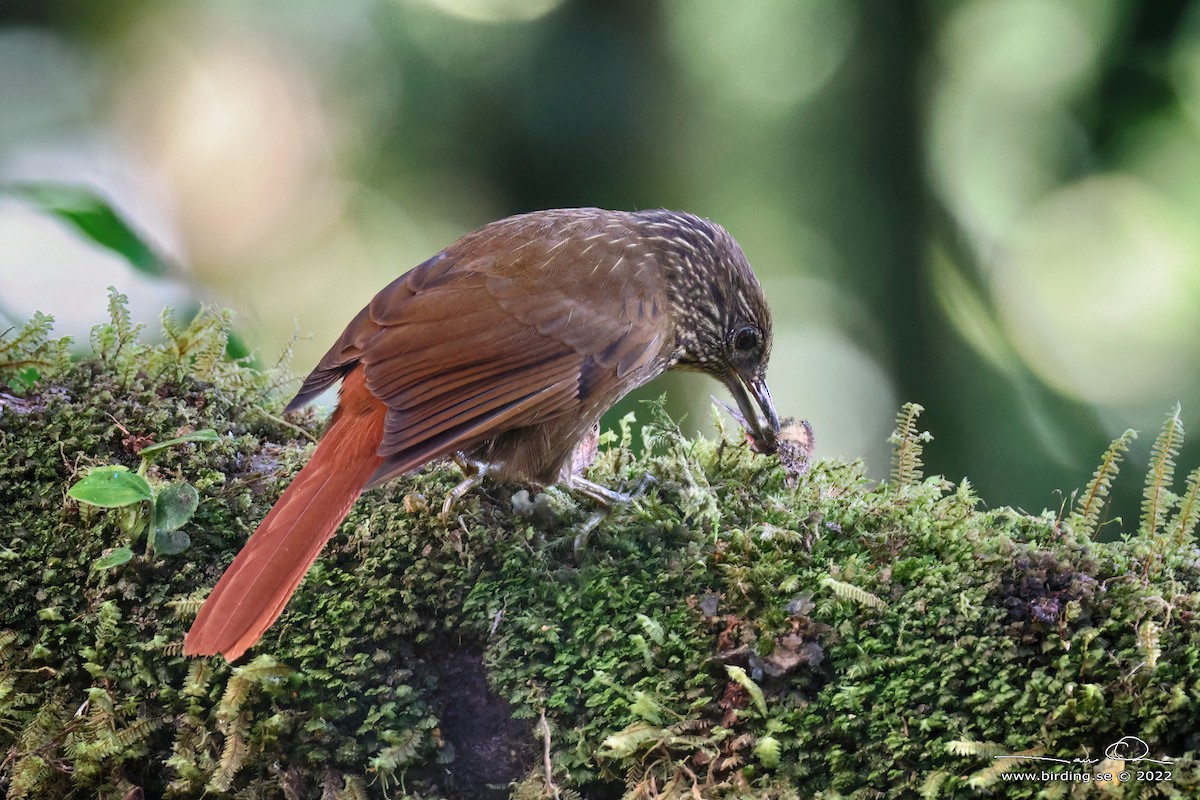 Spotted Woodcreeper - ML488344541
