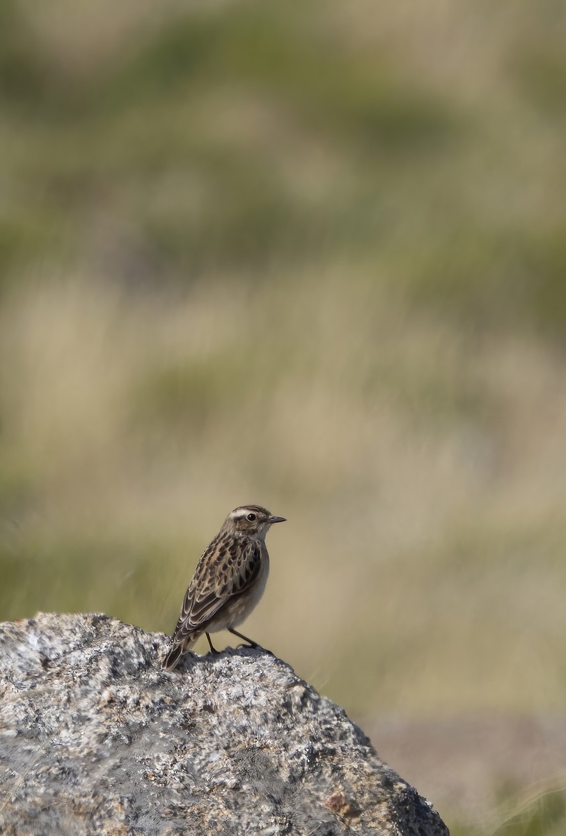 Whinchat - ML488348591