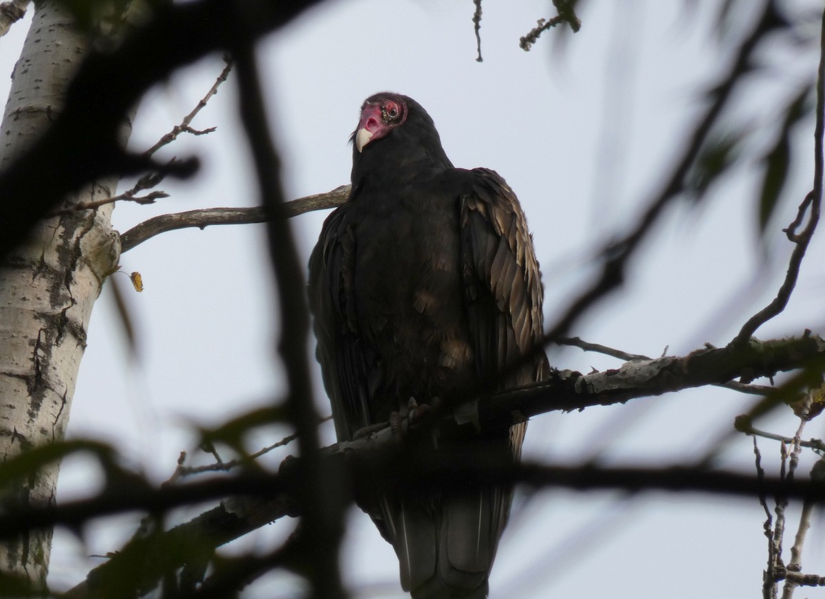 Turkey Vulture - ML488352471
