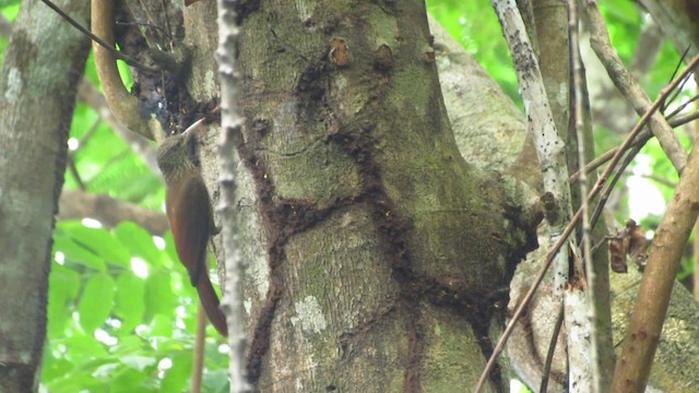 Amazonasbaumsteiger - ML488356