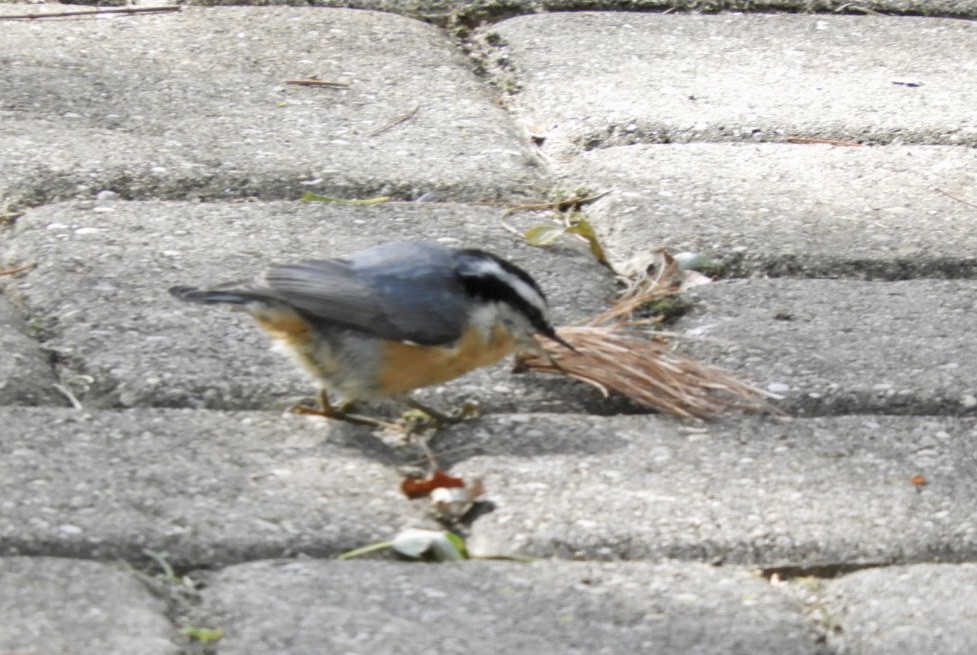 Red-breasted Nuthatch - ML488357611
