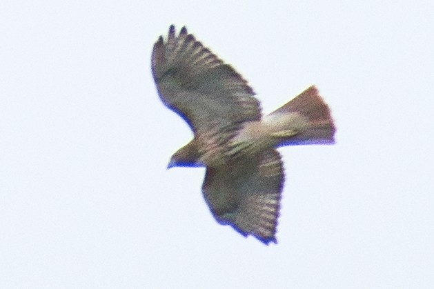 Red-tailed Hawk (abieticola) - ML488357691