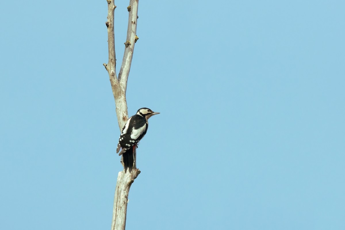 Great Spotted Woodpecker - ML488360181