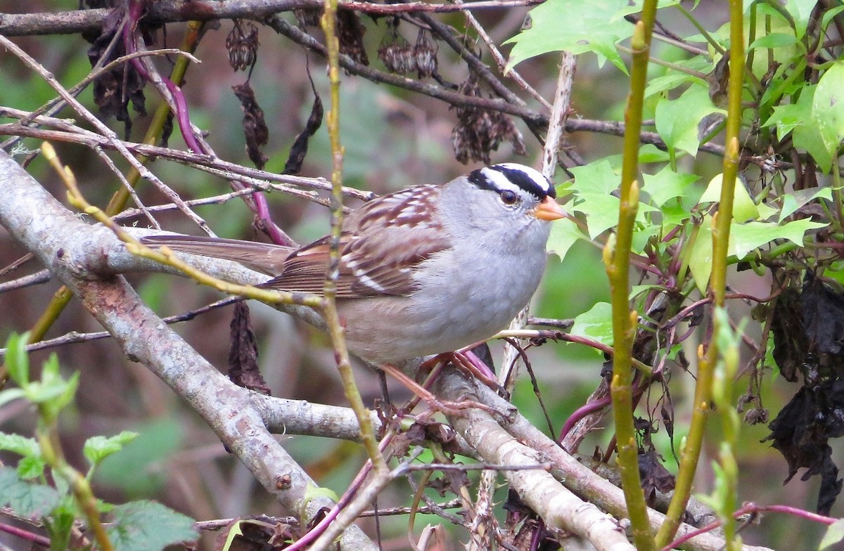 White-crowned Sparrow (Gambel's) - ML48836331