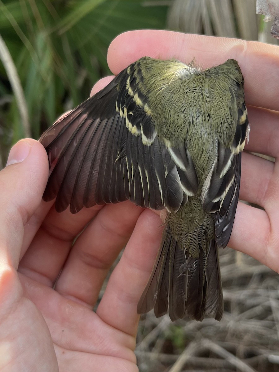 EBird Checklist 27 Sep 2022 Kiawah Island Banding Station