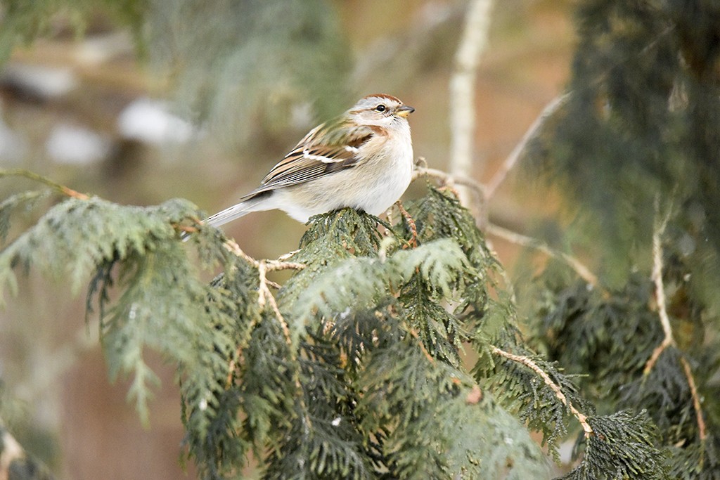 American Tree Sparrow - ML48836711