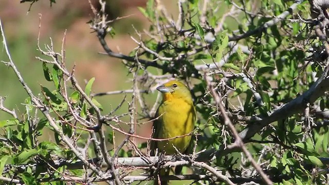 Hepatic Tanager - ML488367201