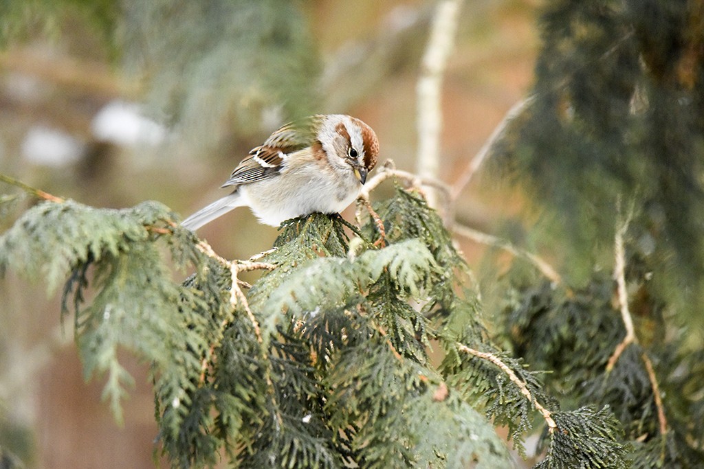 American Tree Sparrow - ML48836791