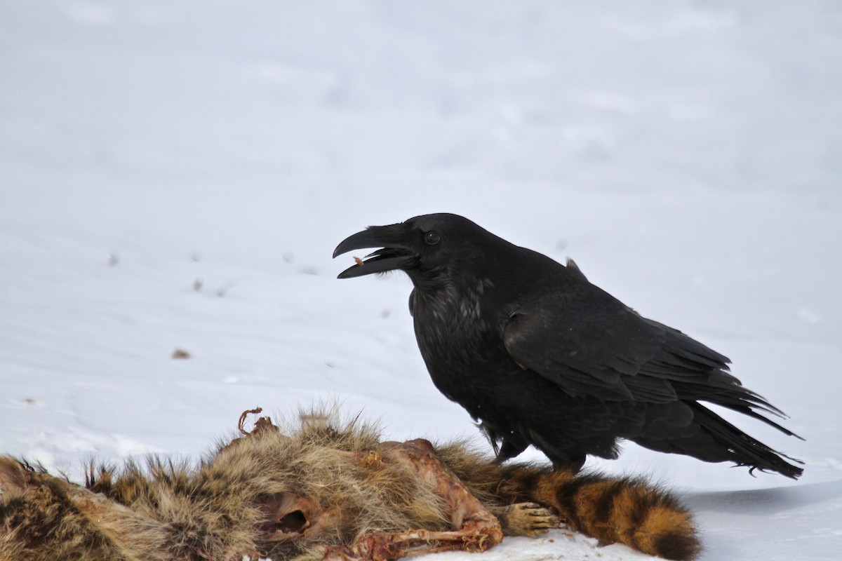 Common Raven - Drew Weber