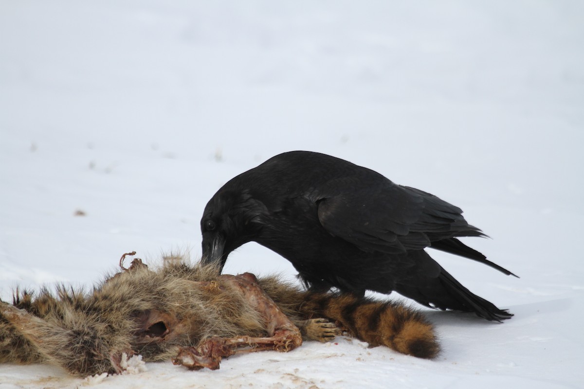Common Raven - Drew Weber