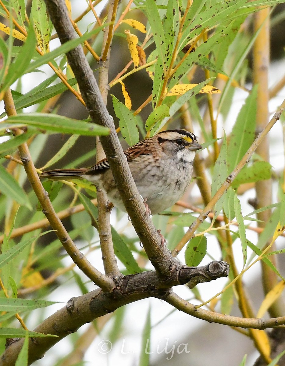 White-throated Sparrow - ML488377601