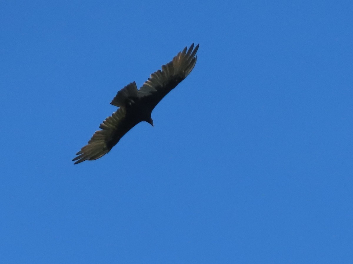 Turkey Vulture (Tropical) - ML488383871