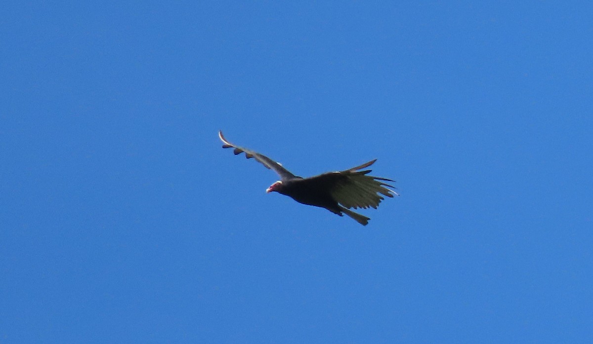 Turkey Vulture (Tropical) - ML488383891