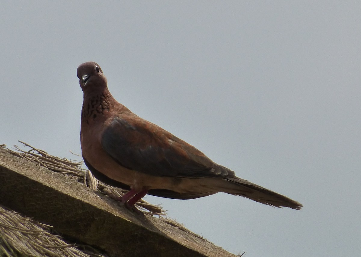 Laughing Dove - ML48838411