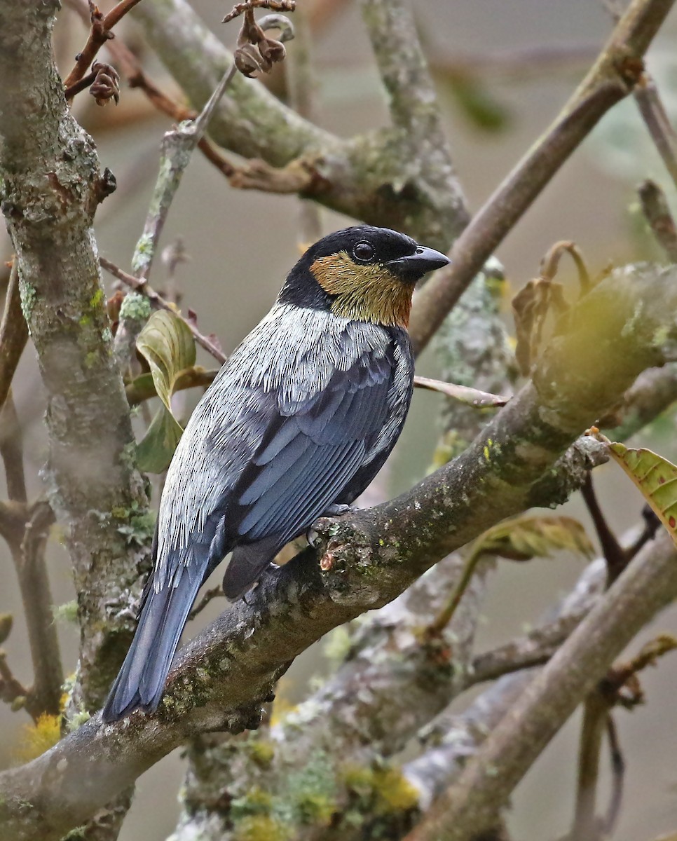 Silvery Tanager - ML488387811