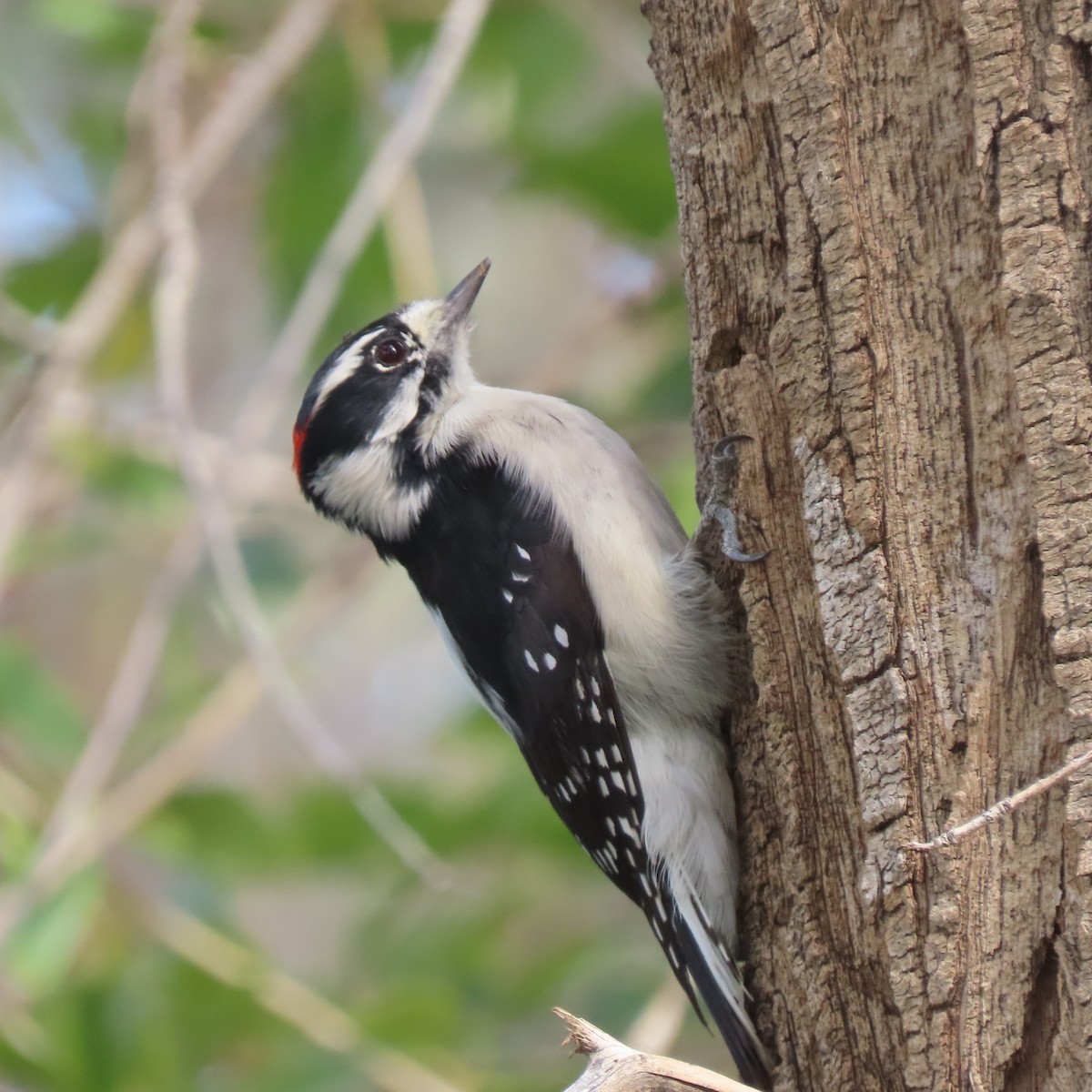 Downy Woodpecker (Rocky Mts.) - ML488390971