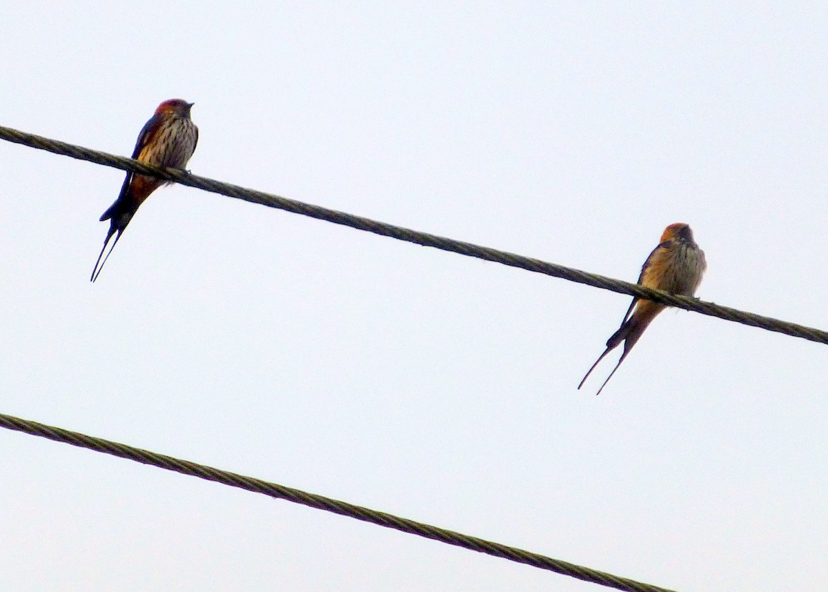 Lesser Striped Swallow - Pat McKay