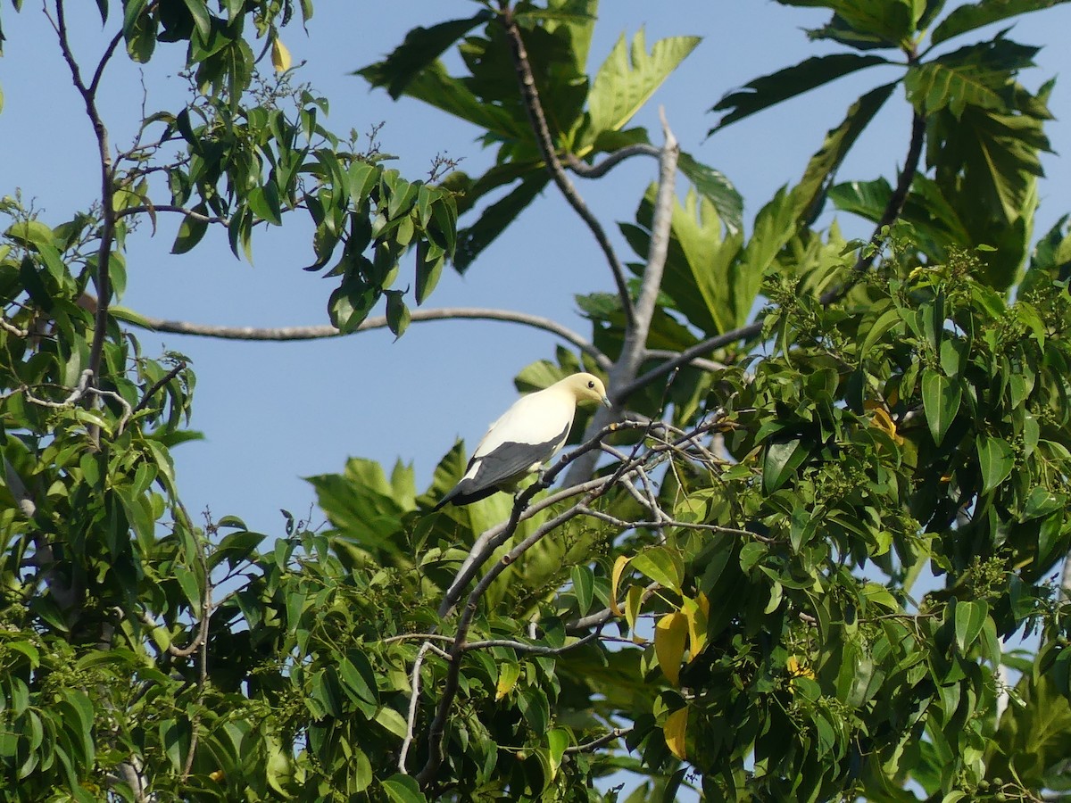 Pied Imperial-Pigeon - ML488407851