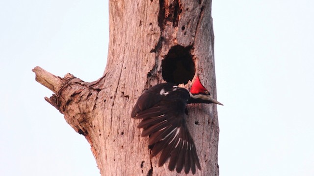 Crimson-crested Woodpecker - ML488411