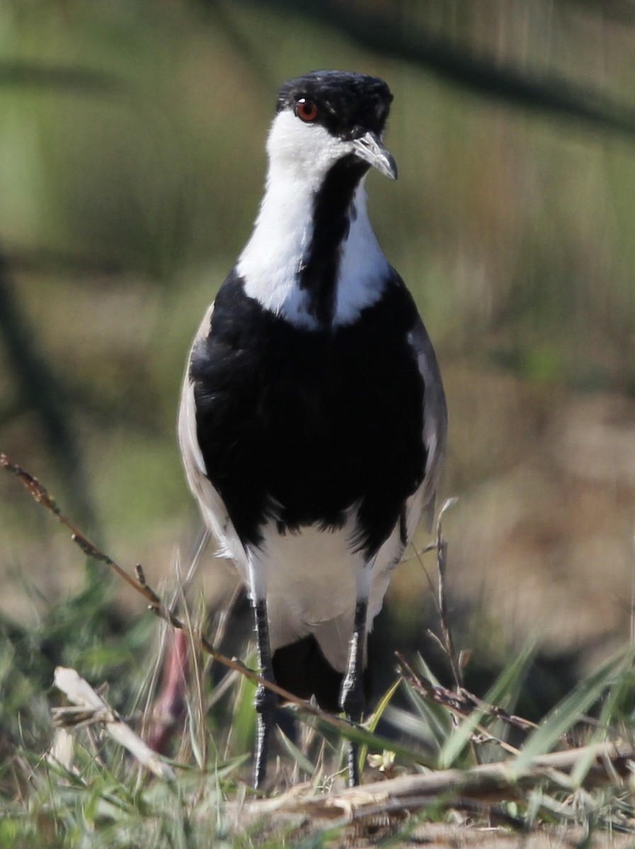 Spur-winged Lapwing - ML488411491