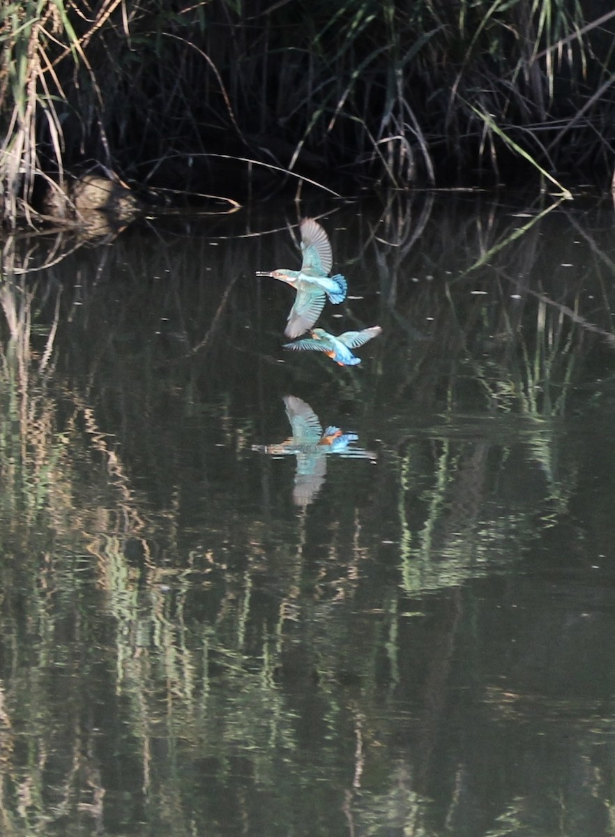 Common Kingfisher - ML488412011