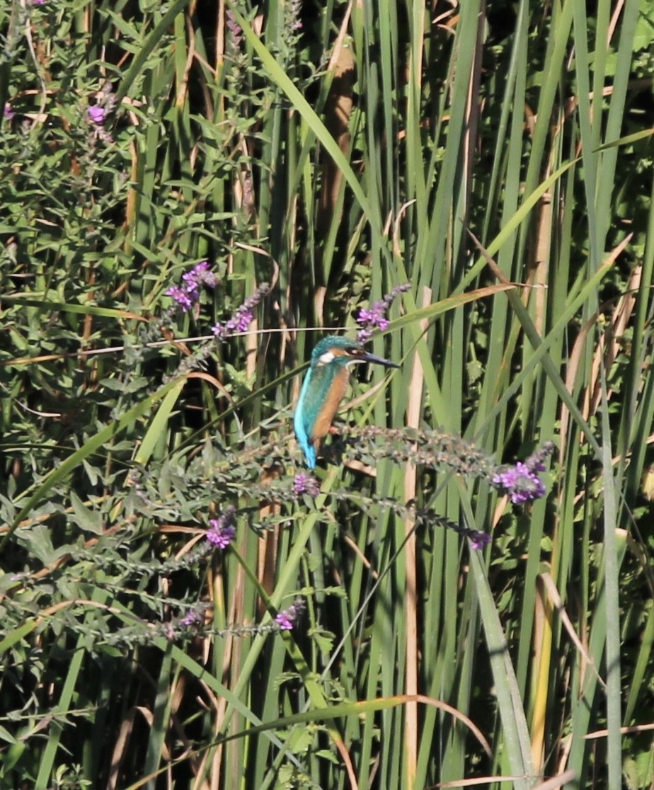 Common Kingfisher - ML488412041