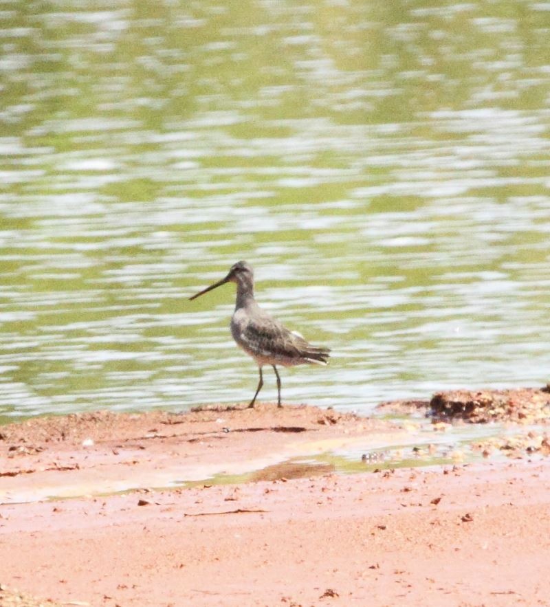 Long-billed Dowitcher - ML488414131
