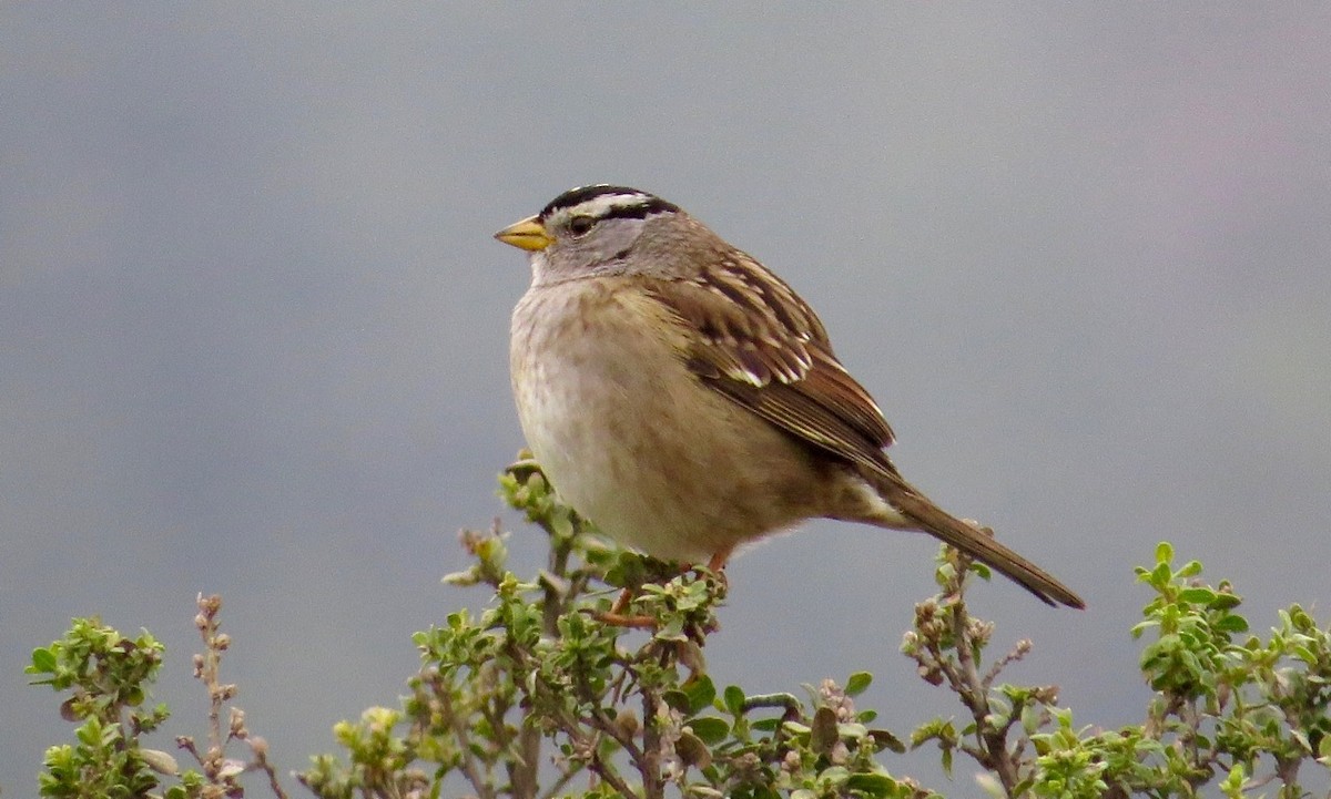 White-crowned Sparrow - ML48841591
