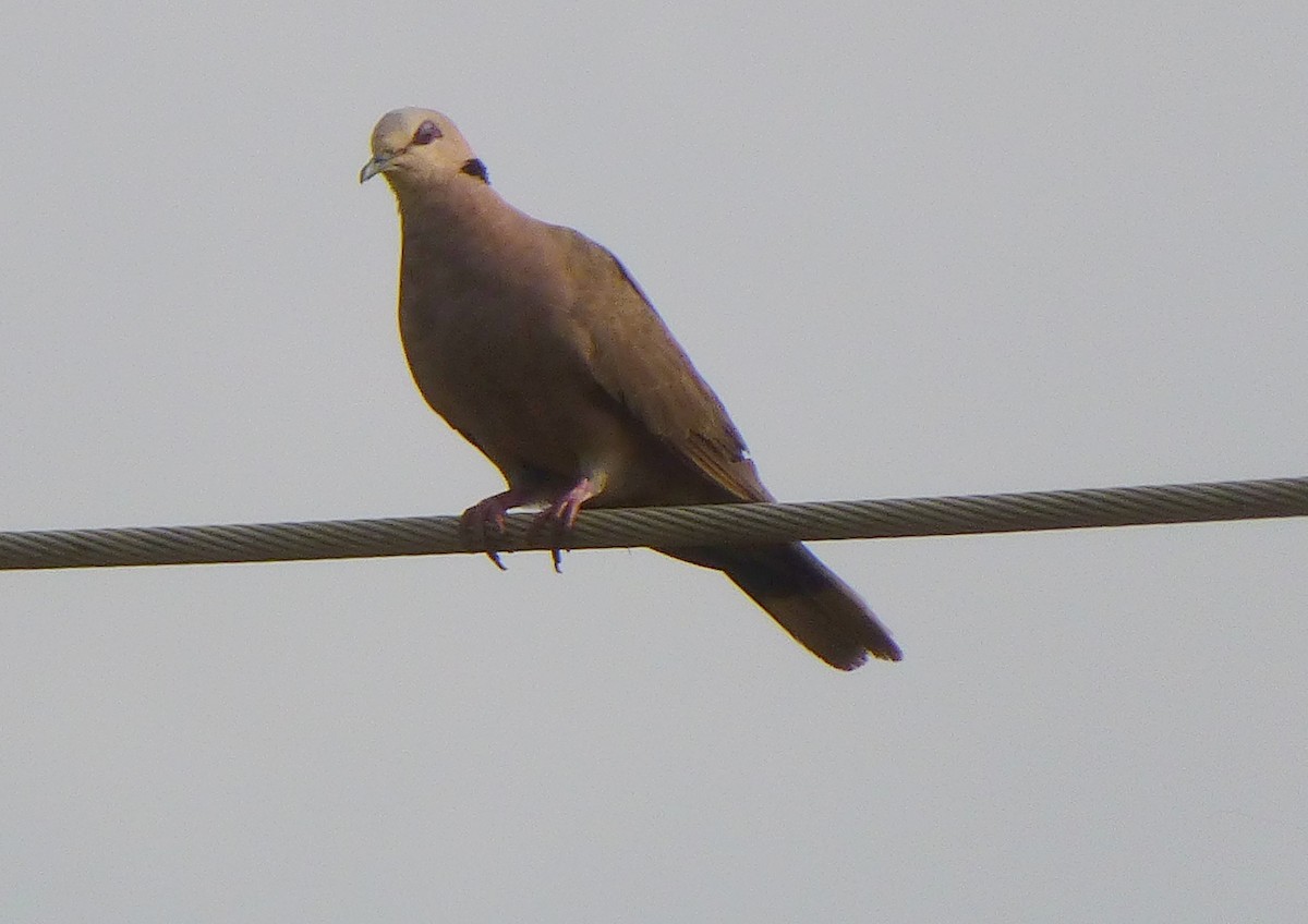 Red-eyed Dove - ML48842211