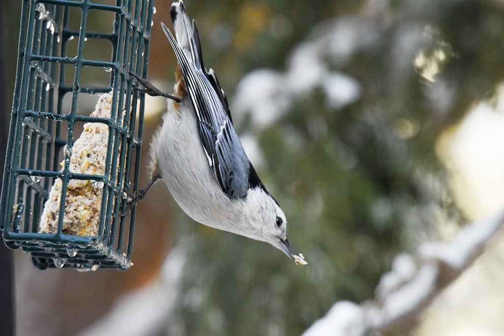 White-breasted Nuthatch - ML48842611