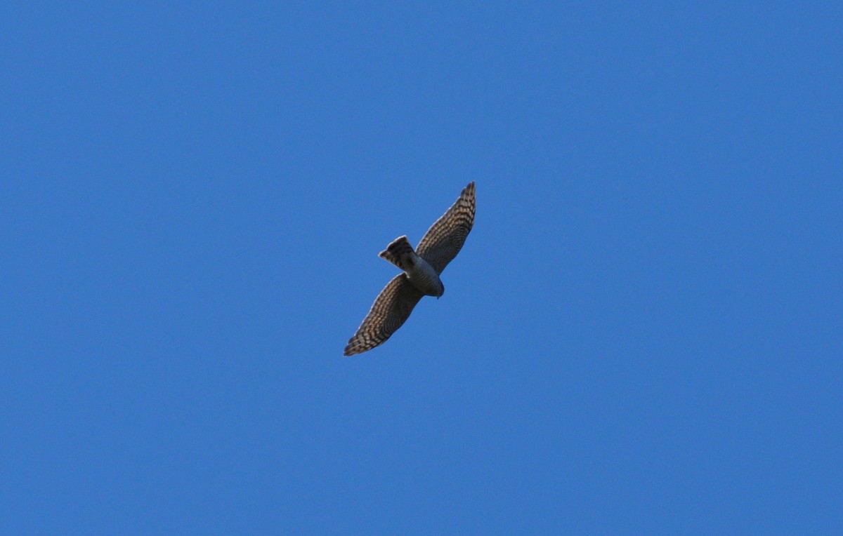 Eurasian Sparrowhawk - ML488426531