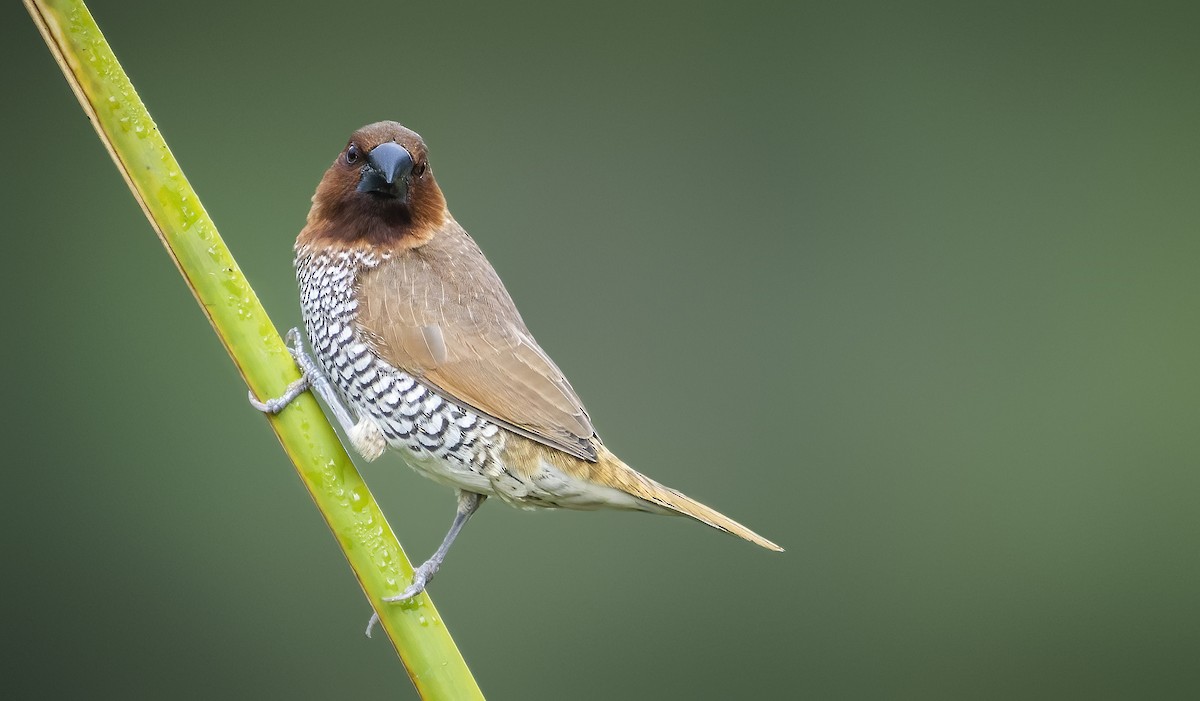 Scaly-breasted Munia - Anonymous